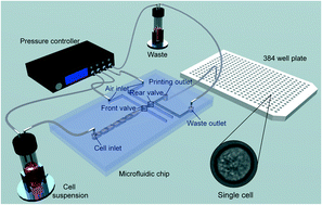 Graphical abstract: Dynamic screening and printing of single cells using a microfluidic chip with dual microvalves