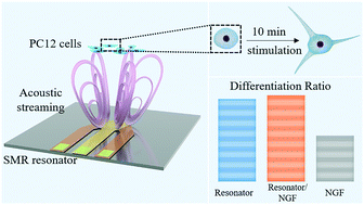 Graphical abstract: Ultra-rapid modulation of neurite outgrowth in a gigahertz acoustic streaming system