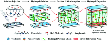 Graphical abstract: Hydrogel networks as underwater contact adhesives for different surfaces