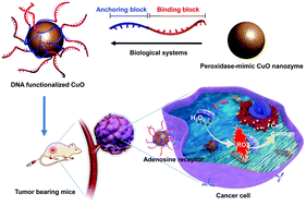 Graphical abstract: Polarity control of DNA adsorption enabling the surface functionalization of CuO nanozymes for targeted tumor therapy