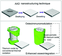 Graphical abstract: Nanosurfacing Ti alloy by weak alkalinity-activated solid-state dewetting (AAD) and its biointerfacial enhancement effect