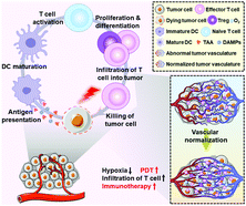 Graphical abstract: Engineering a photosensitizer nanoplatform for amplified photodynamic immunotherapy via tumor microenvironment modulation