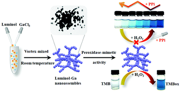 Graphical abstract: One-pot synthesis of luminol–gallium nanoassemblies and their peroxidase-mimetic activity for colorimetric detection of pyrophosphate