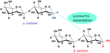 Graphical abstract: An exploration of the solvent- and acid-catalyzed mutarotation mechanisms of lactose in aqueous solution