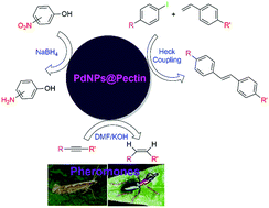 Graphical abstract: Palladium nanoparticles in situ synthesized on Cyclea barbata pectin as a heterogeneous catalyst for Heck coupling in water, the reduction of nitrophenols and alkynes