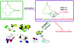 Graphical abstract: Synthesis, bioactivity and 3D-QSAR of azamacrolide compounds with a carbamate or urea moiety as potential fungicides and inhibitors of quorum sensing