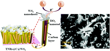 Graphical abstract: High electron transfer of TiO2 nanorod@carbon layer supported flower-like WS2 nanosheets for triiodide electrocatalytic reduction