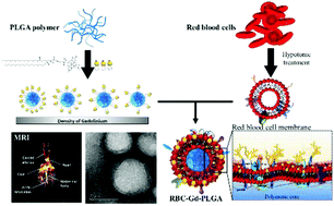 Graphical abstract: Erythrocyte membrane concealed paramagnetic polymeric nanoparticle for contrast-enhanced magnetic resonance imaging