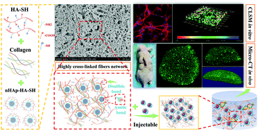 Graphical abstract: A highly interweaved HA-SS-nHAp/collagen hybrid fibering hydrogel enhances osteoinductivity and mineralization