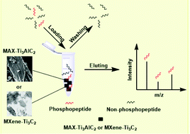 Graphical abstract: Comparative evaluation of MAX-Ti3AlC2 and MXene-Ti3C2 as affinity chromatographic materials for highly selective enrichment of phosphopeptides