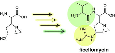 Graphical abstract: Guanidyl modification of the 1-azabicyclo[3.1.0]hexane ring in ficellomycin essential for its biological activity