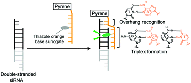 Graphical abstract: Conjugating pyrene onto PNA-based fluorescent probes for improved detection selectivity toward double-stranded siRNA