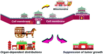 Graphical abstract: The conjugation of rhodamine B enables carrier-free mitochondrial delivery of functional proteins