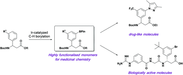 Graphical abstract: Iridium-catalysed C–H borylation of β-aryl-aminopropionic acids