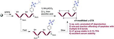 Graphical abstract: Facile synthesis of sulfotyrosine-containing α-conotoxins