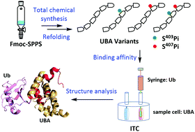 Graphical abstract: Total chemical synthesis of the phosphorylated p62 UBA domain reveals that Ser407Pi but not Ser403Pi enhances ubiquitin binding