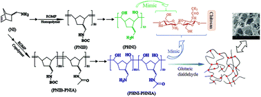 Graphical abstract: Chemical synthesis of chitosan-mimetic polymers via ring-opening metathesis polymerization and their applications in Cu2+ adsorption and catalytic decomposition
