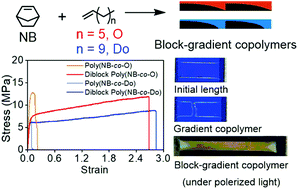 Graphical abstract: Synthesis and properties of block copolymers composed of norbornene/higher α-olefin gradient segments using ansa-fluorenylamidodimethyltitanium-[Ph3C][B(C6F5)4] catalyst system