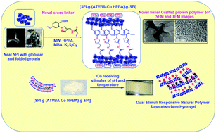 Graphical abstract: A dual stimuli responsive natural polymer based superabsorbent hydrogel engineered through a novel cross-linker