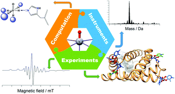 Graphical abstract: Integrated experimental/computational approaches to characterize the systems formed by vanadium with proteins and enzymes