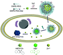 Graphical abstract: Photo-triggered Zn2+ release for the regulation of zinc enzymes