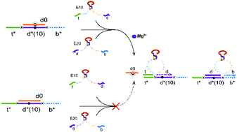 Graphical abstract: DNA circuits driven by conformational changes in DNAzyme recognition arms