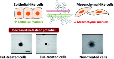 Graphical abstract: Iron and copper complexes with antioxidant activity as inhibitors of the metastatic potential of glioma cells