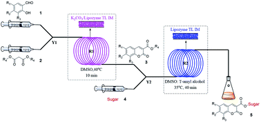 Graphical abstract: A sustainable innovation for the tandem synthesis of sugar-containing coumarin derivatives catalyzed by lipozyme TL IM from Thermomyces lanuginosus in continuous-flow microreactors