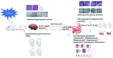 Graphical abstract: Simulated spatial radiation impacts learning and memory ability with alterations of neuromorphology and gut microbiota in mice