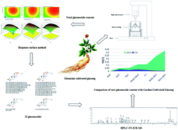 Graphical abstract: Optimization of flash extraction, separation of ginsenosides, identification by HPLC-FT-ICR-MS and determination of rare ginsenosides in mountain cultivated ginseng
