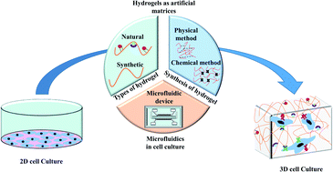 Graphical abstract: Hydrogels as artificial matrices for cell seeding in microfluidic devices