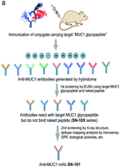 Graphical abstract: A straightforward approach to antibodies recognising cancer specific glycopeptidic neoepitopes