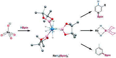 Graphical abstract: Synthesis and structures of anionic rhenium polyhydride complexes of boron–hydride ligands and their application in catalysis