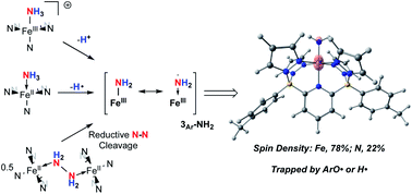 Graphical abstract: Activation of ammonia and hydrazine by electron rich Fe(ii) complexes supported by a dianionic pentadentate ligand platform through a common terminal Fe(iii) amido intermediate