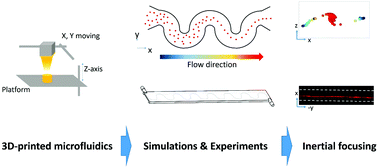 Graphical abstract: Simulation and practice of particle inertial focusing in 3D-printed serpentine microfluidic chips via commercial 3D-printers