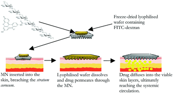 Graphical abstract: Influence of molecular weight on transdermal delivery of model macromolecules using hydrogel-forming microneedles: potential to enhance the administration of novel low molecular weight biotherapeutics