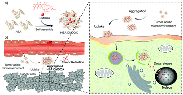 Graphical abstract: Human serum albumin-based doxorubicin prodrug nanoparticles with tumor pH-responsive aggregation-enhanced retention and reduced cardiotoxicity