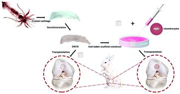 Graphical abstract: A decellularized scaffold derived from squid cranial cartilage for use in cartilage tissue engineering