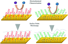 Graphical abstract: Unique sequence-dependent properties of trinucleotide repeat monolayers: electrochemical, electrical, and topographic characterization