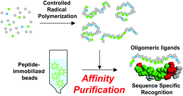 Graphical abstract: Affinity purification of multifunctional oligomeric ligands synthesized via controlled radical polymerization