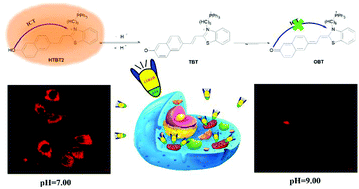 Graphical abstract: A benzothiazolium-based fluorescent probe with ideal pKa for mitochondrial pH imaging and cancer cell differentiation