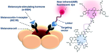 Graphical abstract: Synthesis, characterization and optimization of in vitro properties of NIR-fluorescent cyclic α-MSH peptides for melanoma imaging