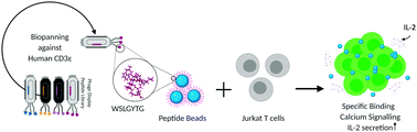 Graphical abstract: Calcium signaling on Jurkat T cells induced by microbeads coated with novel peptide ligands specific to human CD3ε