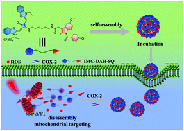 Graphical abstract: Nanoscale photosensitizer with tumor-selective turn-on fluorescence and activatable photodynamic therapy treatment for COX-2 overexpressed cancer cells