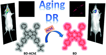 Graphical abstract: Near-infrared fluorescent probe for evaluating the acetylcholinesterase effect in the aging process and dietary restriction via fluorescence imaging