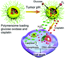 Graphical abstract: Cisplatin resistance reversal in lung cancer by tumor acidity-activable vesicular nanoreactors via tumor oxidative stress amplification