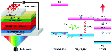Graphical abstract: Radiation hardness and abnormal photoresponse dynamics of the CH3NH3PbI3 perovskite photodetector