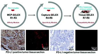Graphical abstract: PD-L1 aptamer isolation via Modular-SELEX and its applications in cancer cell detection and tumor tissue section imaging