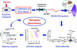 Graphical abstract: Direct analysis of metabolites in the liver tissue of zebrafish exposed to fiproles by internal extractive electrospray ionization mass spectrometry