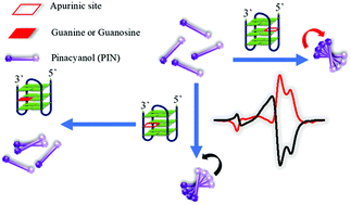 Graphical abstract: G-quadruplex apurinic site-programmed chiral cyanine assemblies for specifically recognizing guanosine and guanine